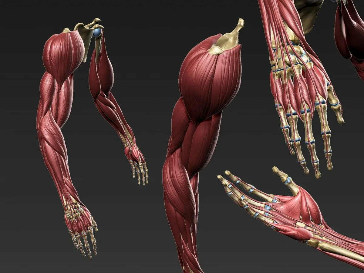 Мышцы человека анатомия референс руки. Мышечно-Скелетная анатомия 3d. Анатомия предплечья 3д мышцы. Мышечный скелет референс.