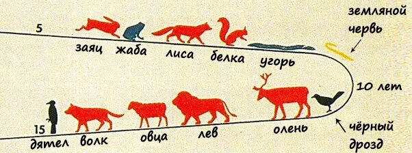 Сколько живут все животные. Инфографика Продолжительность жизни животных. Долголетие животных таблица. Животные долгожители таблица. Продолжительность жизни животных лиса.
