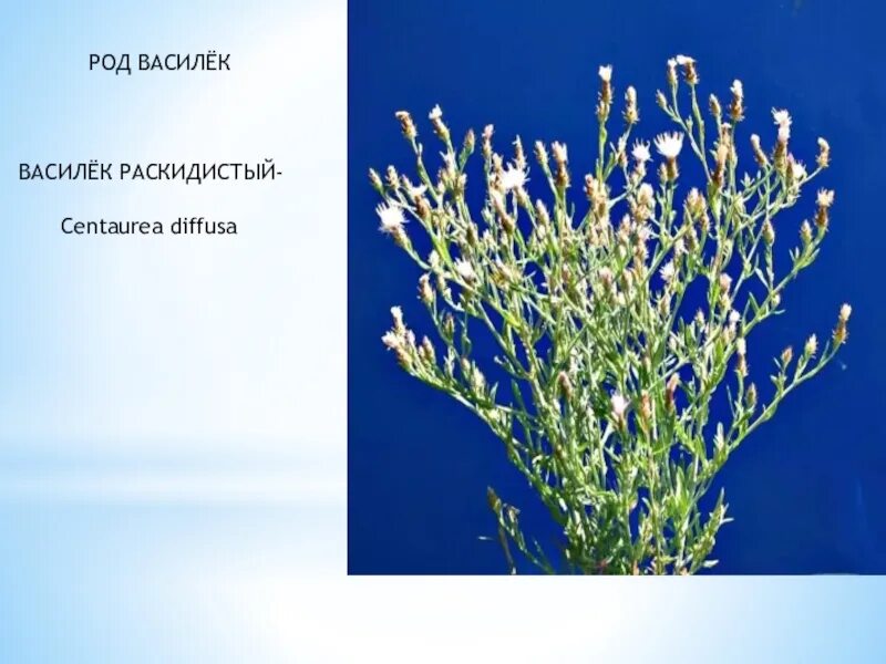 Род василька. Василек раскидистый. Трава Василек раскидистый. Василёк раскидистый описание. Василек раскидистый фото.