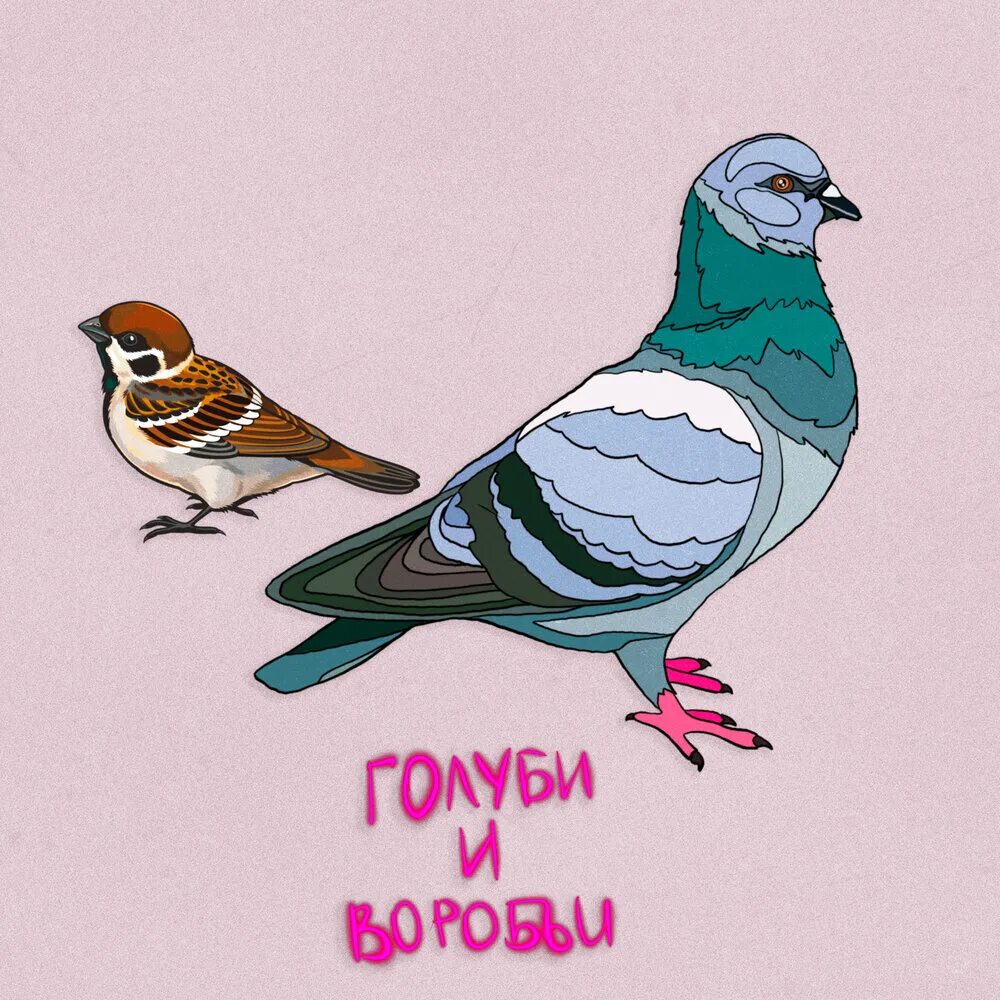 Альбом с голубем. Голубь и воробей. голуби альбом. принт на футболку голуби и воробьи. голубь тигр.