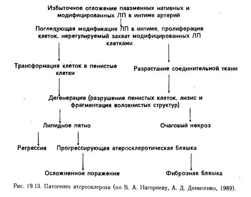 Патогенез атеросклероза патофизиология. Патогенез атеросклероза патофизиология