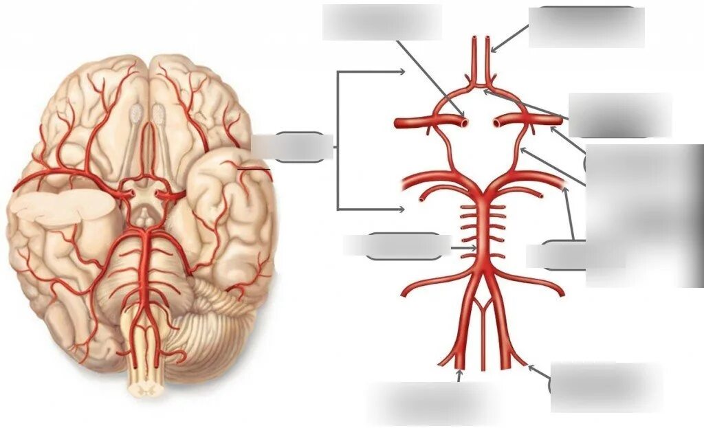Задняя соединительная артерия мозга. Кровообращение мозга. Виллизиев круг.. Кровоснабжение головного мозга схема Виллизиев круг. Кровоснабжение передней мозговой артерии. Кровоснабжение мозга Виллизиев круг.