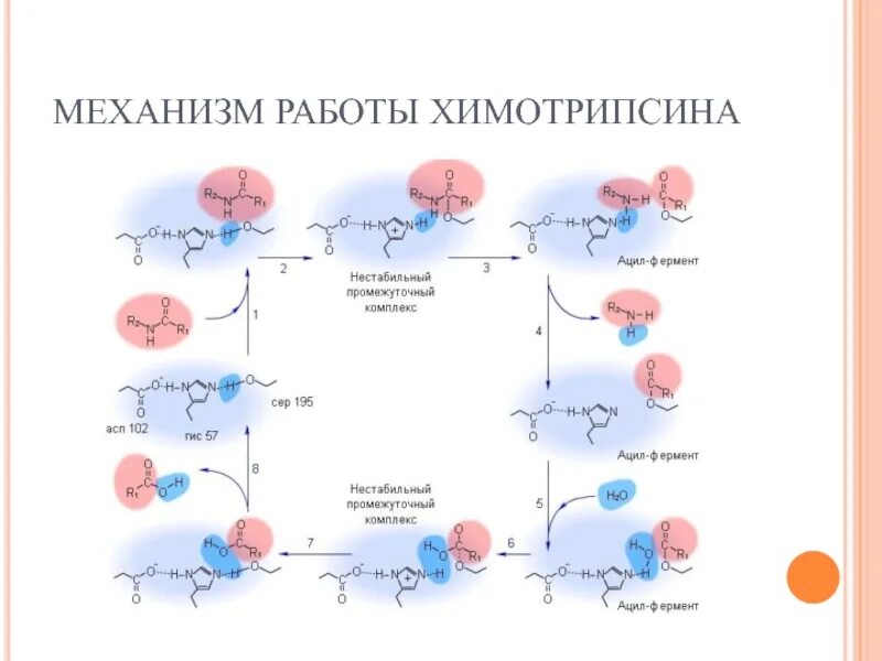 Реакции активации ферментов. Химотрипсин механизм действия биохимия. Механизм действия ферментов на примере химотрипсина. Химотрипсин фермент биохимия. Механизм активации химотрипсина биохимия.