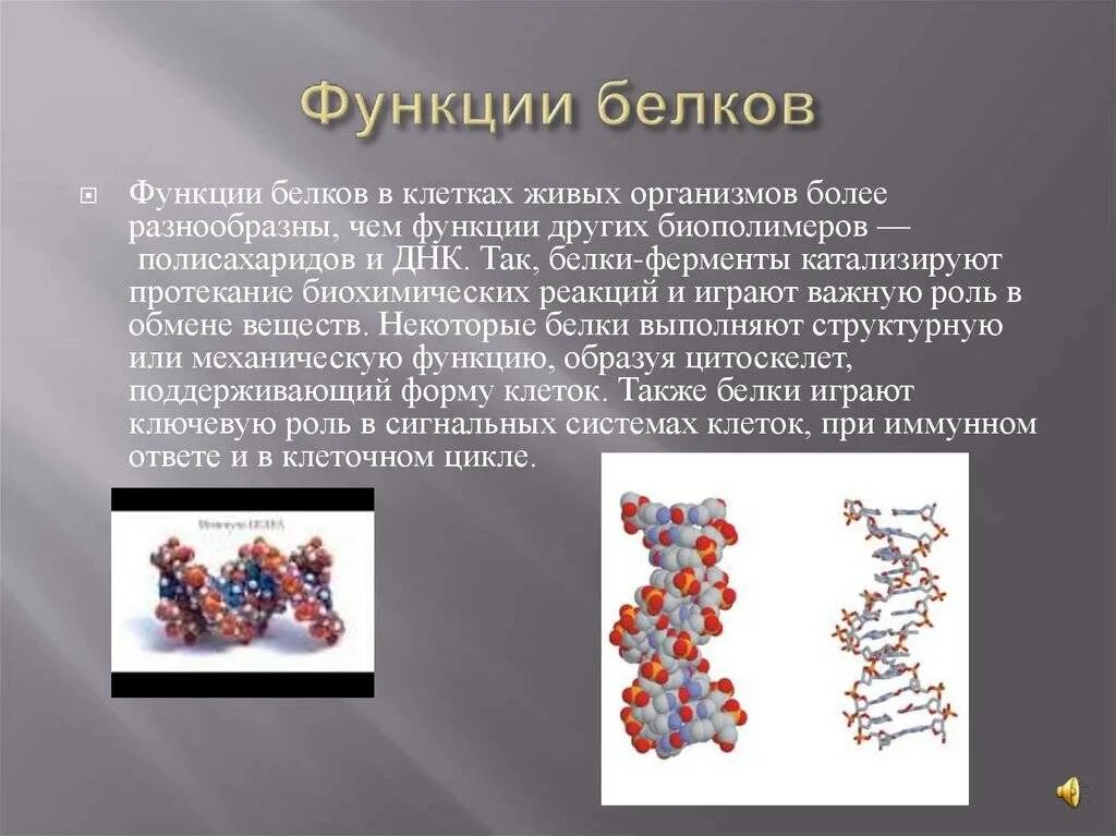 Биологическая роль и структура белка. Строение и функции белков в организме человека. Структура свойства и функции белков. Белок структура строение функции.
