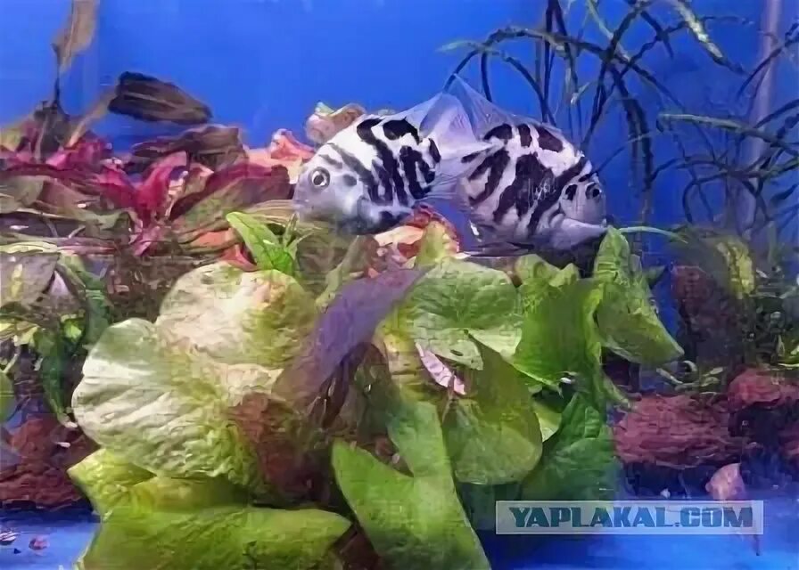 Сапфировый попугай размножение в аквариуме. Сапфировый попугай рыбка. сапфировый попугай и неоны. сапфировый попугай рыбка фото. сапфировые попугаи и креветки совместимость.