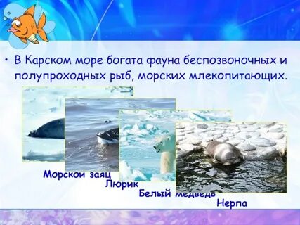 Какие моря богаты рыбой