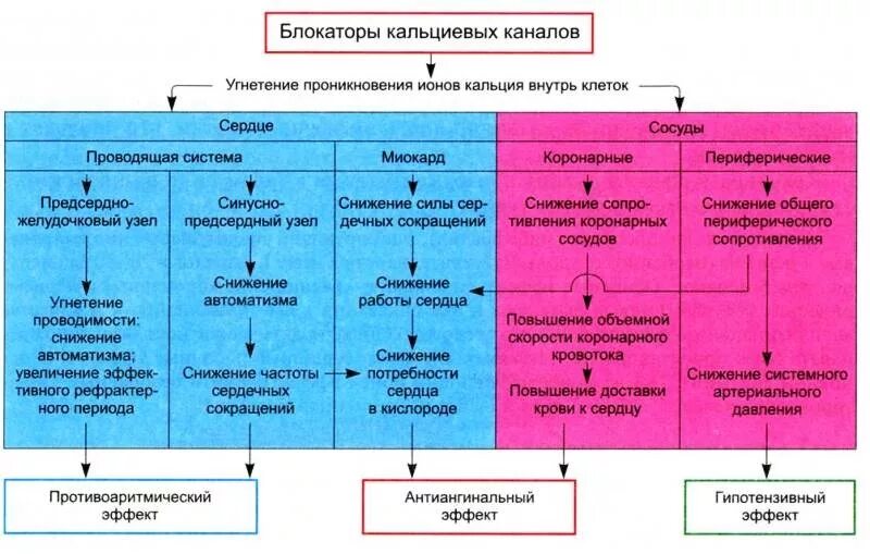 Бета блокаторы блокаторы кальциевых. Блокаторы медленных кальциевых каналов механизм действия. Механизм гипотензивного действия блокаторов кальциевых каналов. Механизм антиангинального действия антагонистов кальция. Механизмы антиангинального эффекта блокаторов кальциевых каналов.