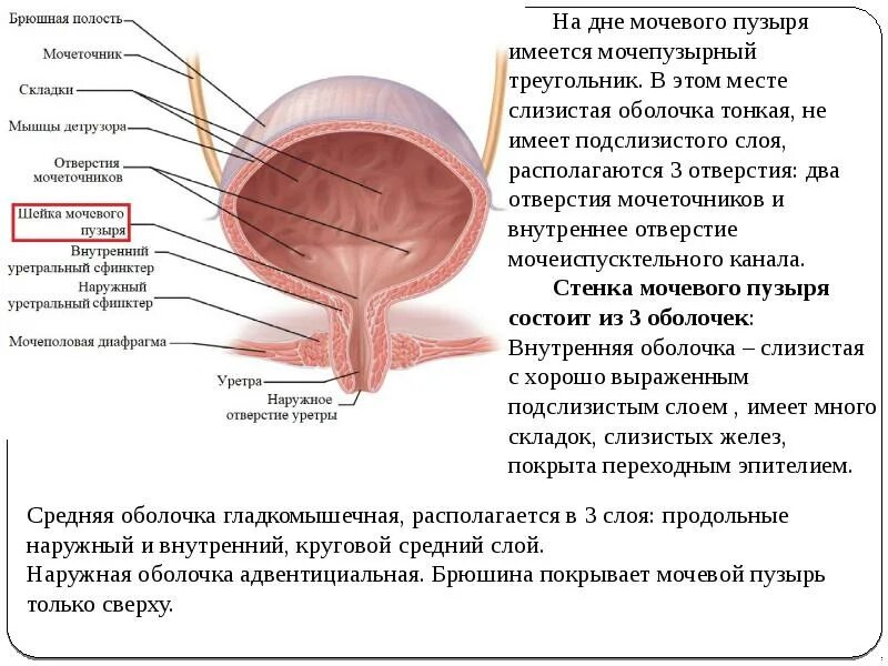 Мочевой пузырь строение и функции. Строение мочевого пузыря анатомия. Послойное строение мочевого пузыря. Строение мочевого пузыря сбоку. Строение мышц мочевого пузыря.