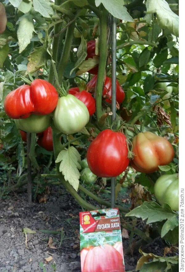 семена томат пузата хата. томат пузата хата рассада. томаты сорт пузата хата описание отзывы. пузата хата помидоры f1. характеристика помидоров пузата хата.