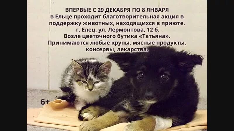 Помощь животным елец. Кот и собака в приюте. поможем животным вместе. поможем бездомным животным вместе картинки.