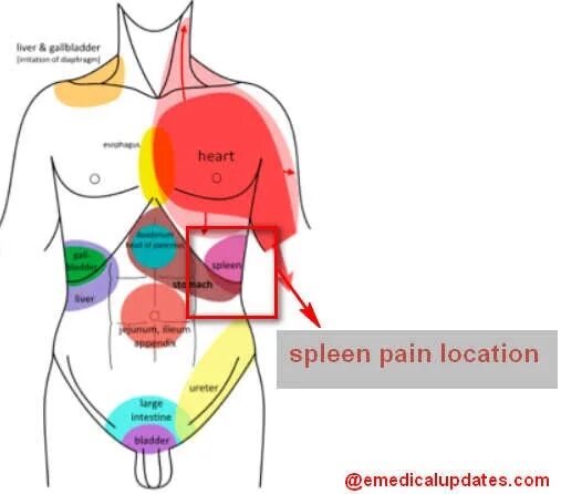 Back area. Movement of the Ribs when breathing.