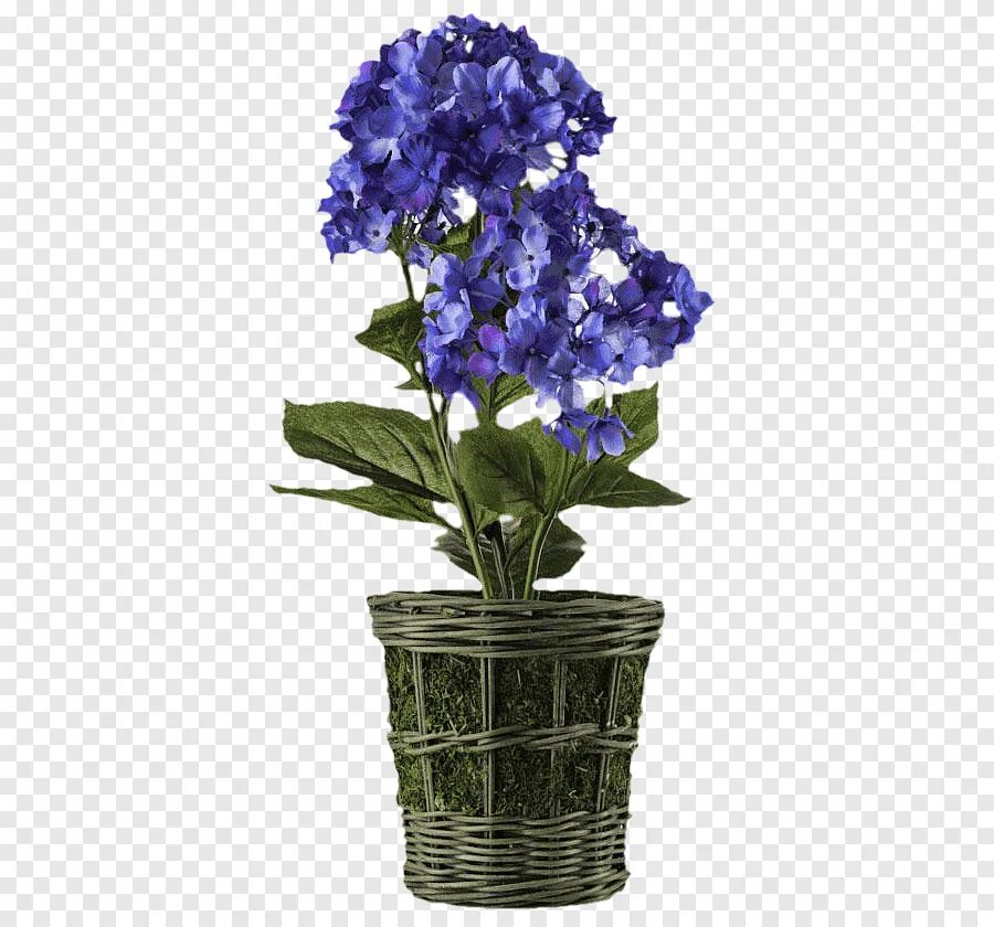 Колокольчик в горшке. Голубые цветы в горшке. Фиолетовый цветок в горшке. Синие цветы в горшке.