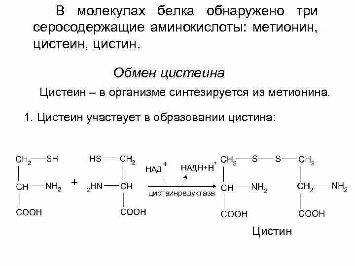 Белок можно обнаружить. Метионин Синтез цистеина. Серосодержащие аминокислоты цистин. Схема обмена серосодержащих аминокислот. Реакции синтеза цистеина из метионина.