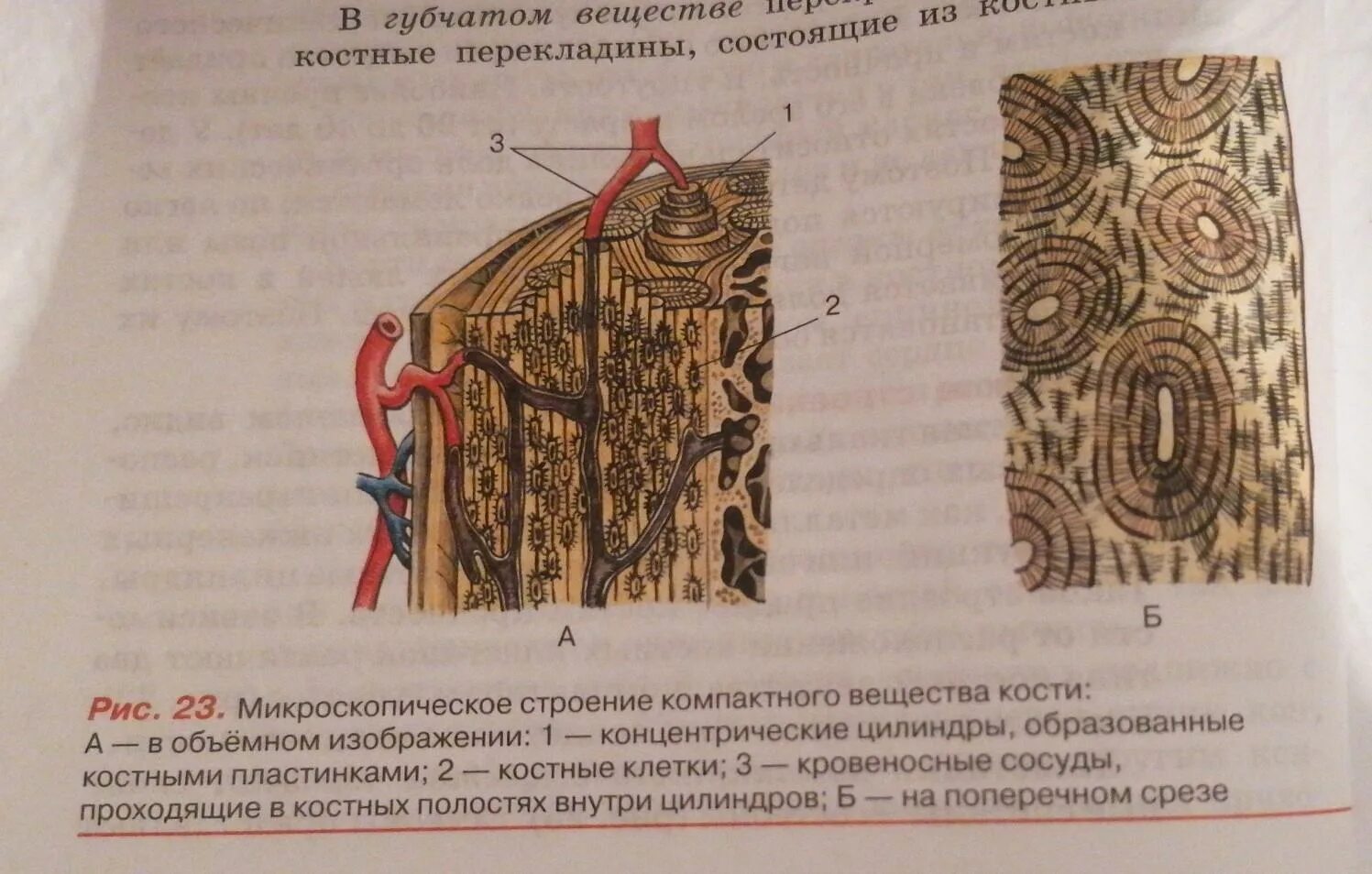 Управление срез. Продольный срез кости. поперечный срез кости. продольный срез трубчатой кости. поперечный и продольный срез кости.