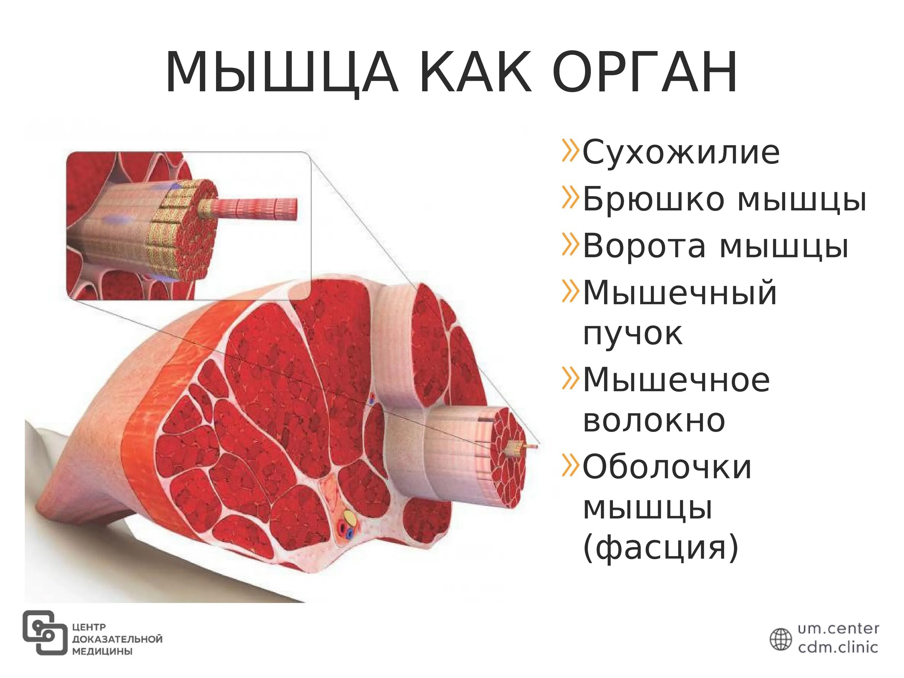 Мышцы орган человека. Строение мышцы как органа. Мышца как орган. Мышца в разрезе. Мышца как орган строение мышцы.