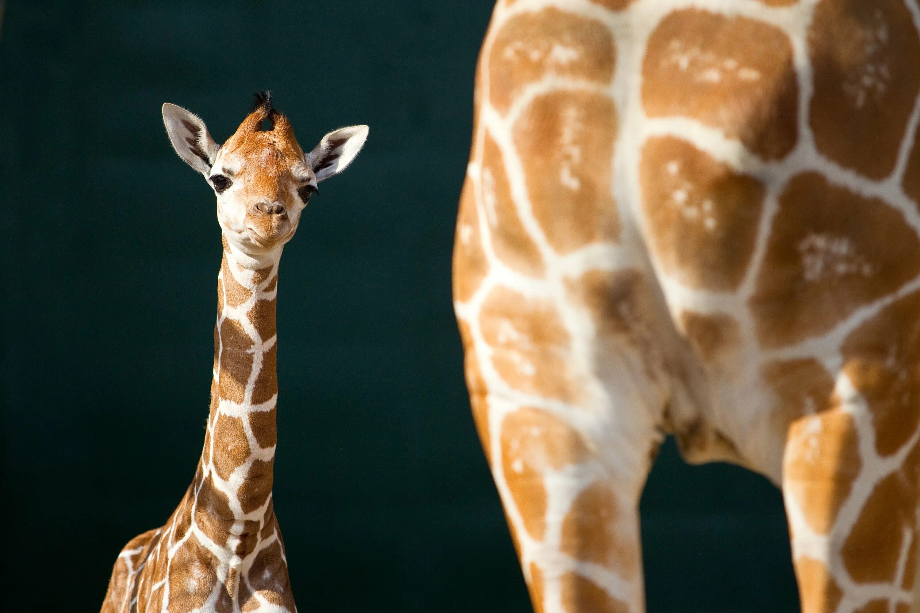 Жираф жирафиха Жирафенок. Жираф с детенышем. Детеныш жирафа. Маленький Жирафик.