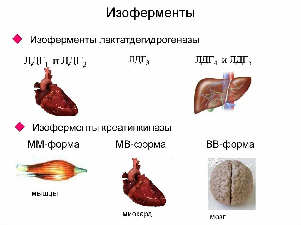 Регуляция активности ферментов - презентация онлайн