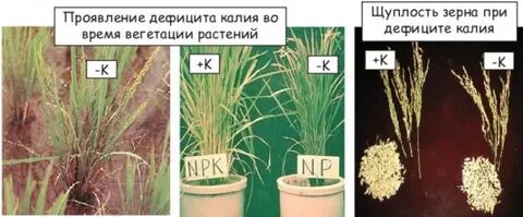 Калий в жизни растений