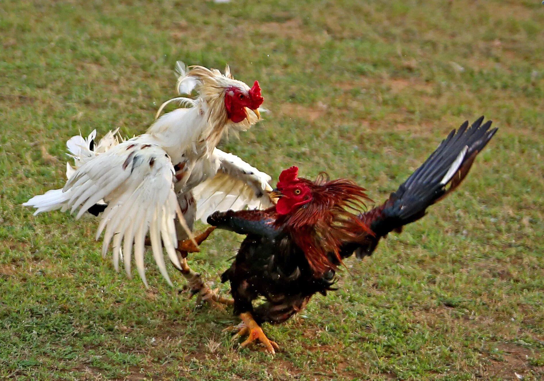 Cock fight