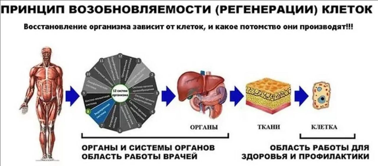 Сколько систем. 12 систем организма человека. 12 систем органов человека. обновление организма человека на клеточном уровне. ткани органы и системы органов человека.