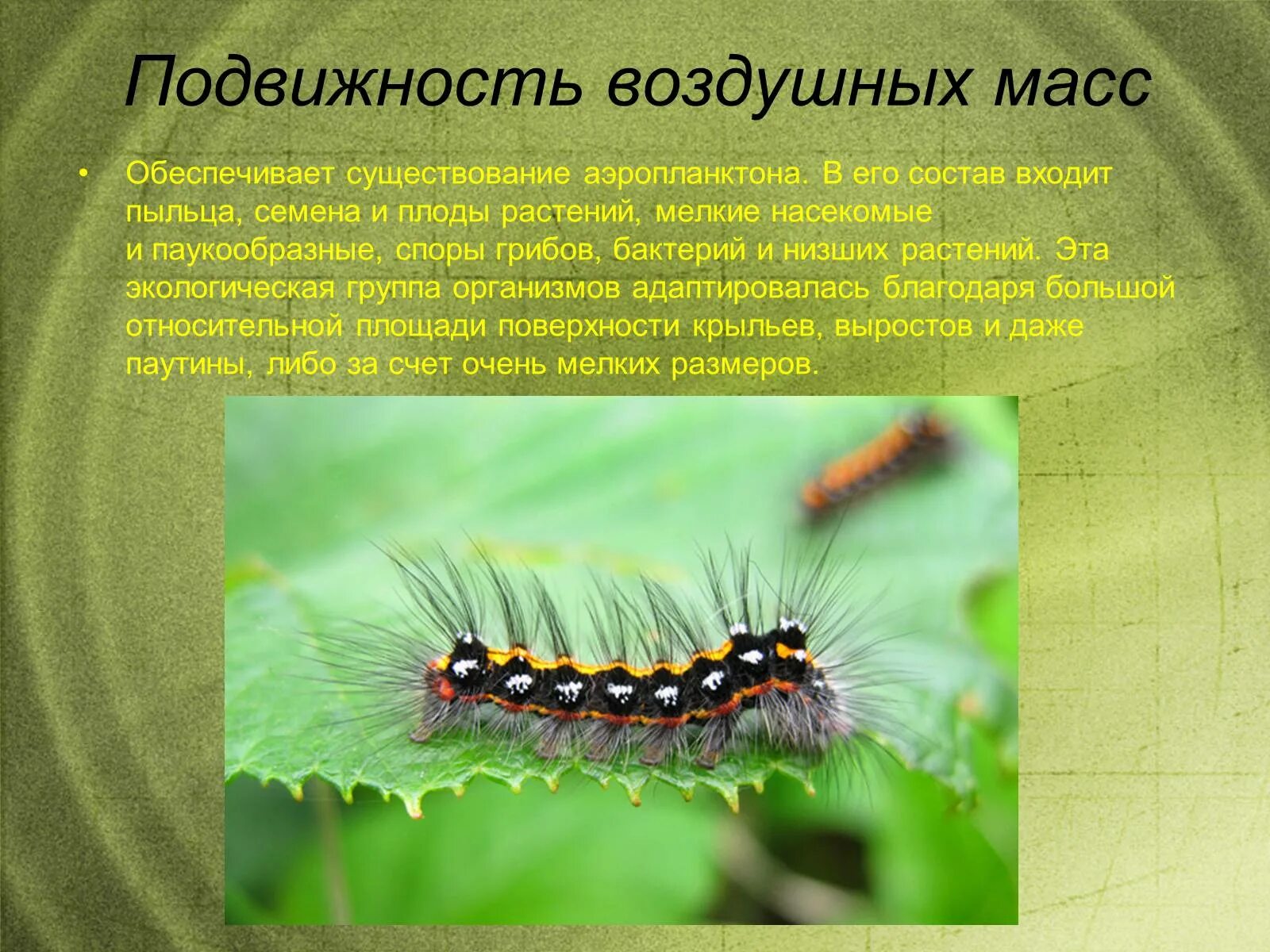 Среда обитания насекомых. Наземно воздушные насекомые. Насекомые в воздушной среде обитания. Наземно-воздушная среда обитания. Подвижность наземно воздушной среды.