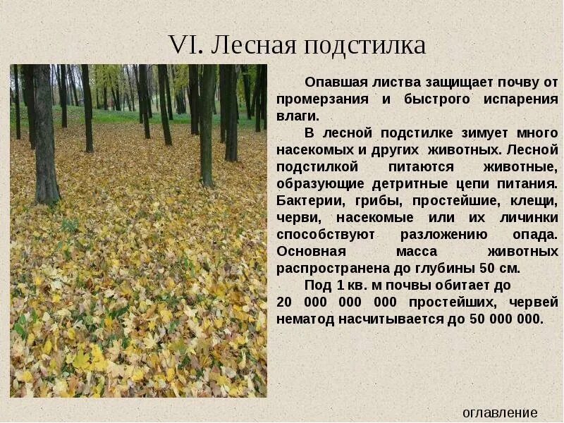 Дубрава устойчивая экосистема так как в ней. В природе существуют как стабильные так и нестабильные экосистемы. Сообщение о дубраве. Дубрава экосистема или биогеоценоз. Саморазвитие экосистемы.