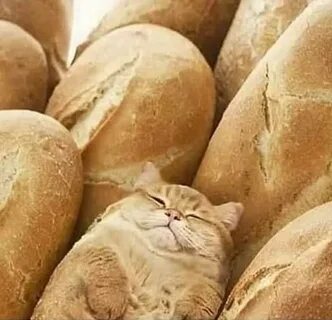 Кошка хлеб