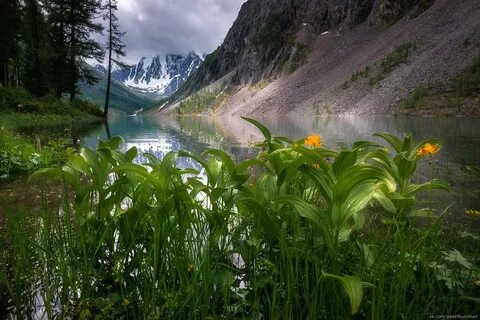 Растения алтая