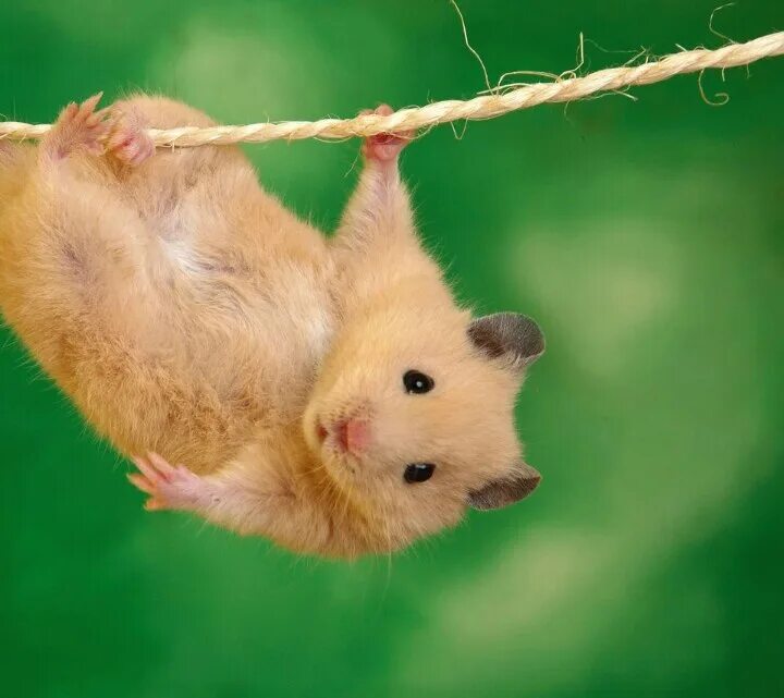 Мышевидные хомячки. Карликовый хомячок. Сирийский хомячок. Хамстер 12. Клетка для грызунов ferplast combi 1 fun 40.