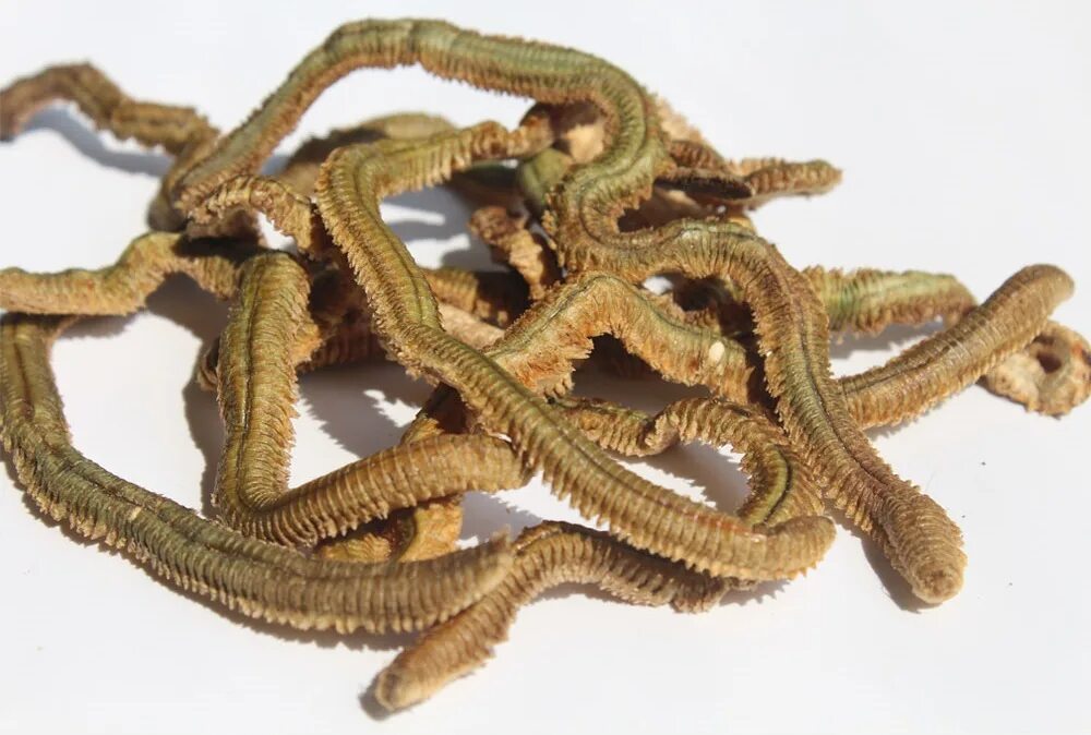 Мучной червь. Мучные черви сушеные. Наживка dynabait huhu worms. Личинка мучного червя. Сушеный червяк.