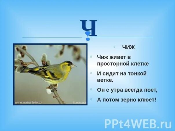 Составить предложение чижи
