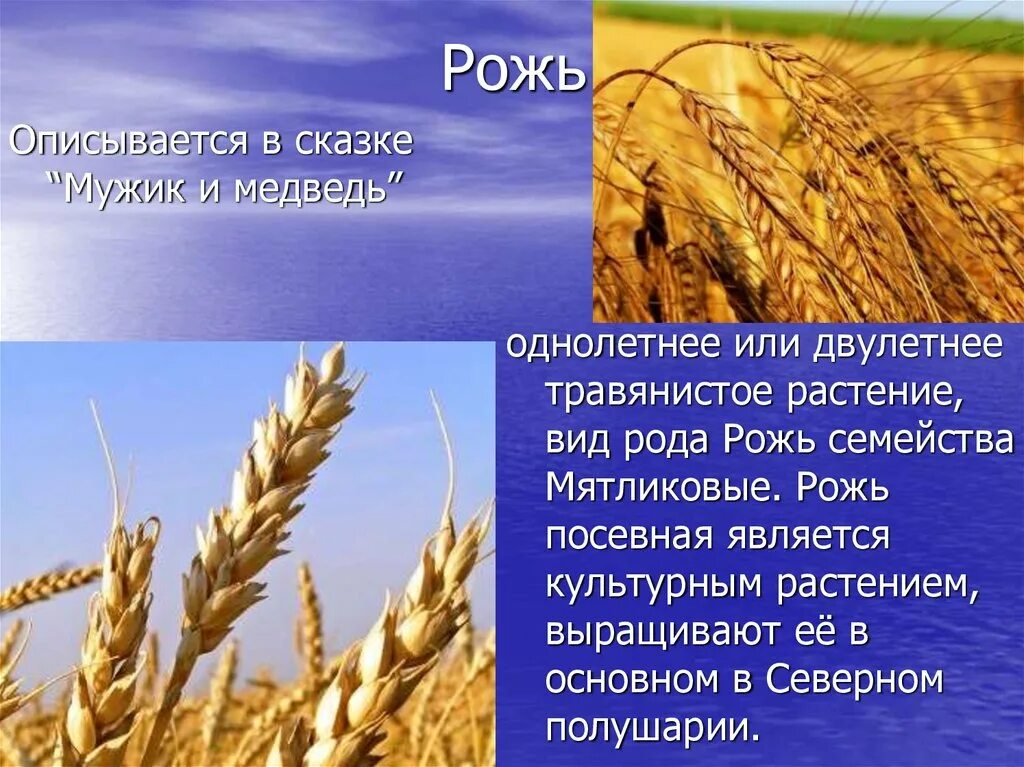 Ржи краткое содержание. Рожь описание. Рожь однолетнее или многолетнее растение. Рожь однолетнее растение. Пшеница двулетнее растение или однолетнее.