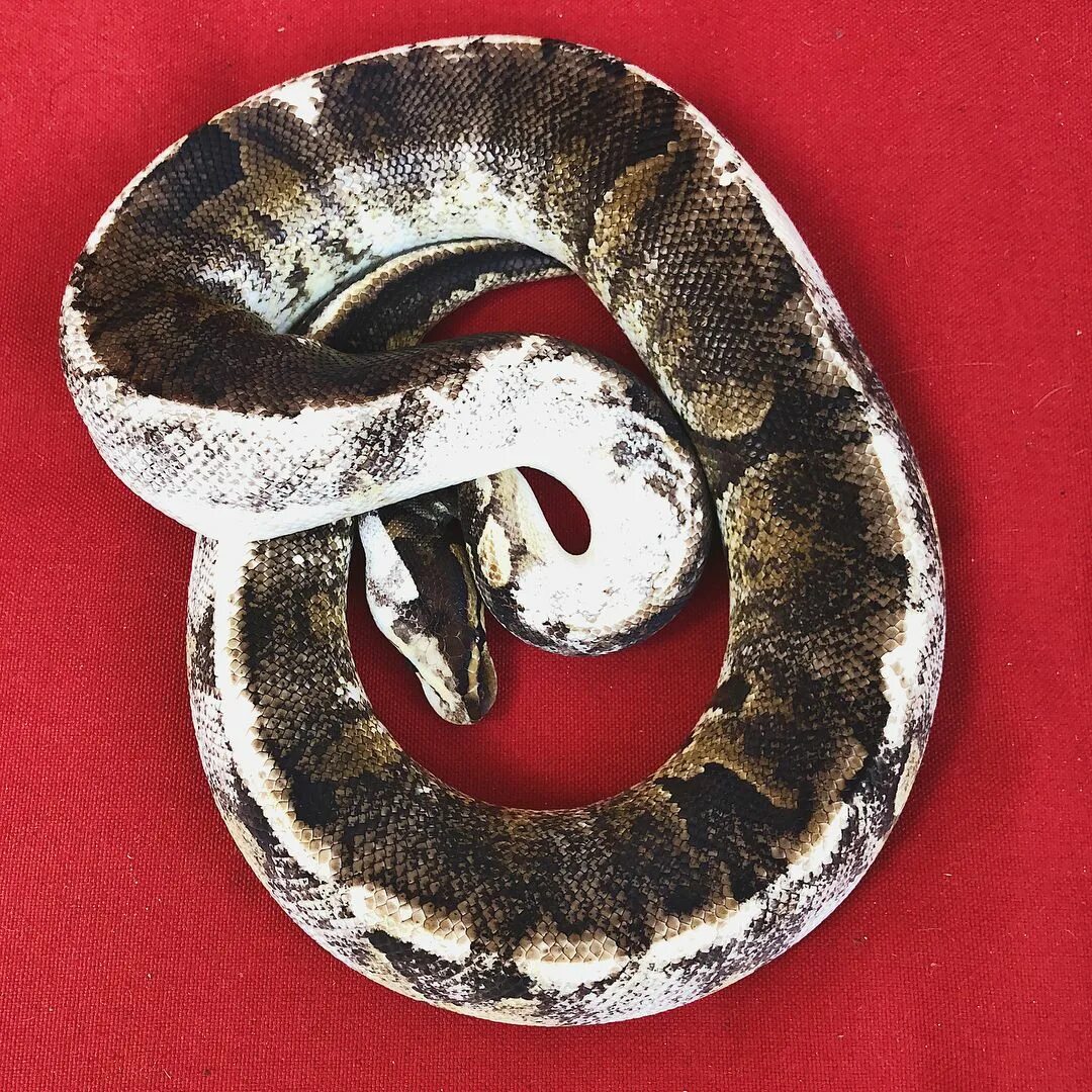 You ever seen a snake