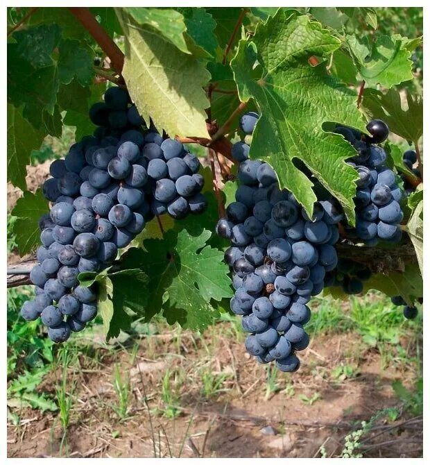 Виноград софа. Крымский виноград. Виноград винный кубань. Учхоз кубань 1 отделение краснодар виноградники. Саженцы винограда кубань.
