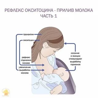 Можно ли закапать грудным молоком