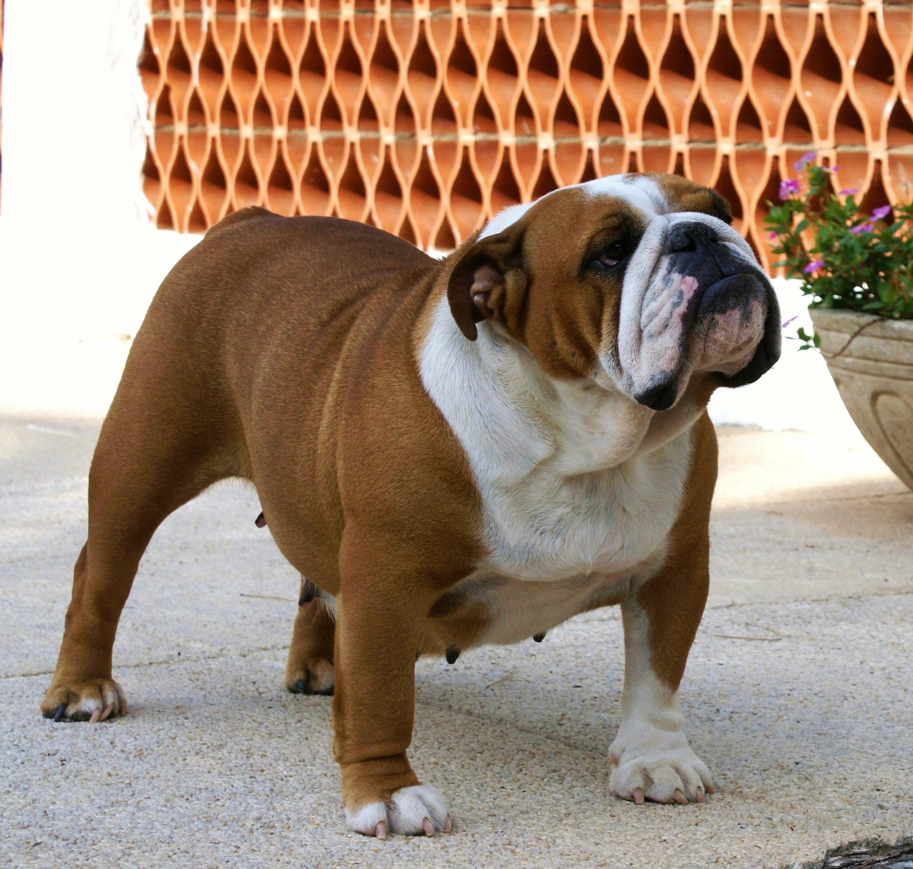 Пухлая собака. Мопс вес. Толстая собака. Мопс с ожирением. Лабрадор ретривер толстый.