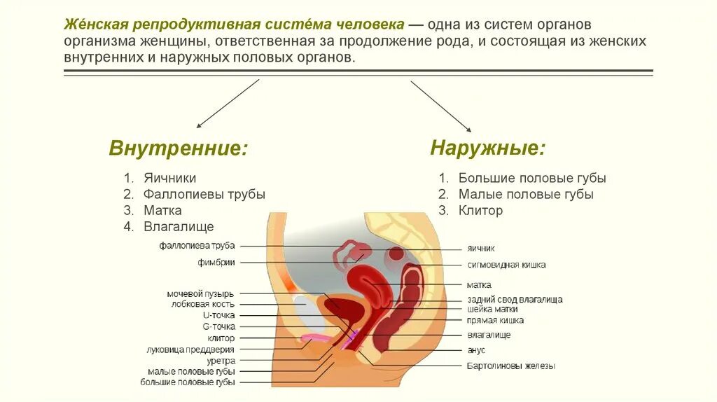 Органы составляющие женскую. Схема строения репродуктивной системы. Наружные и внутренние женские половые органы. Анатомия женской репродуктивной системы наружные органы. Наружные женские половые органы строение анатомия.