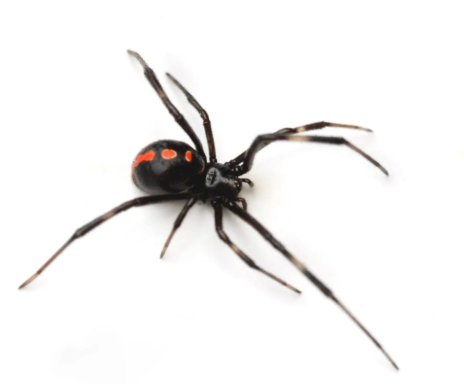 Каракурт паук. Черная вдова Арахнид. Черная вдова паук. Latrodectus mactans чёрная вдова. Паук черная вдова википедия