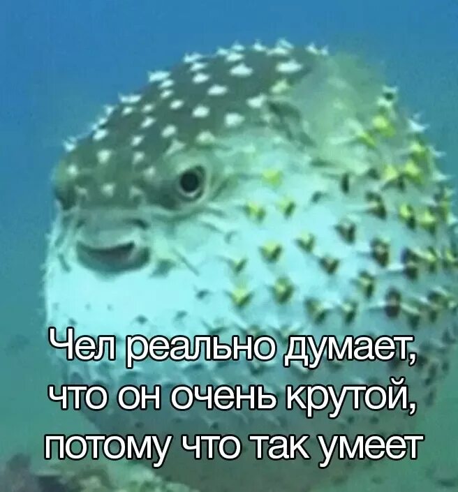 Зачем нужен иглобрюх. Морской еж рыба. иглобрюх мем. рыба ёж интересные факты. иглобрюх из майнкрафта.