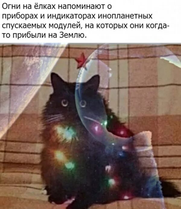 Кот напомни. Кот напомни. Кот на разборках. Уличная магия дэвида блейна. Экзот кошка.