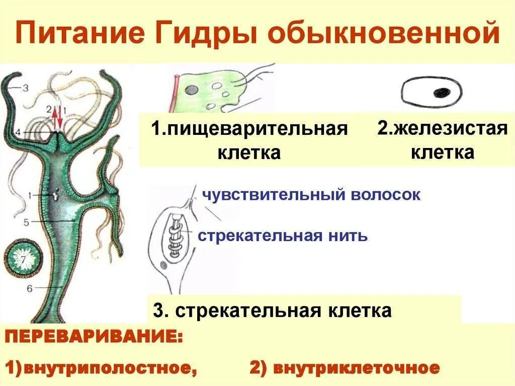 Кожно мускульная клетка передвижения. Пресноводная гидра питание и пищеварение. Стрекательные клетки гидры функции. Процесс питания гидры. Гидра Пресноводная строение клетки.