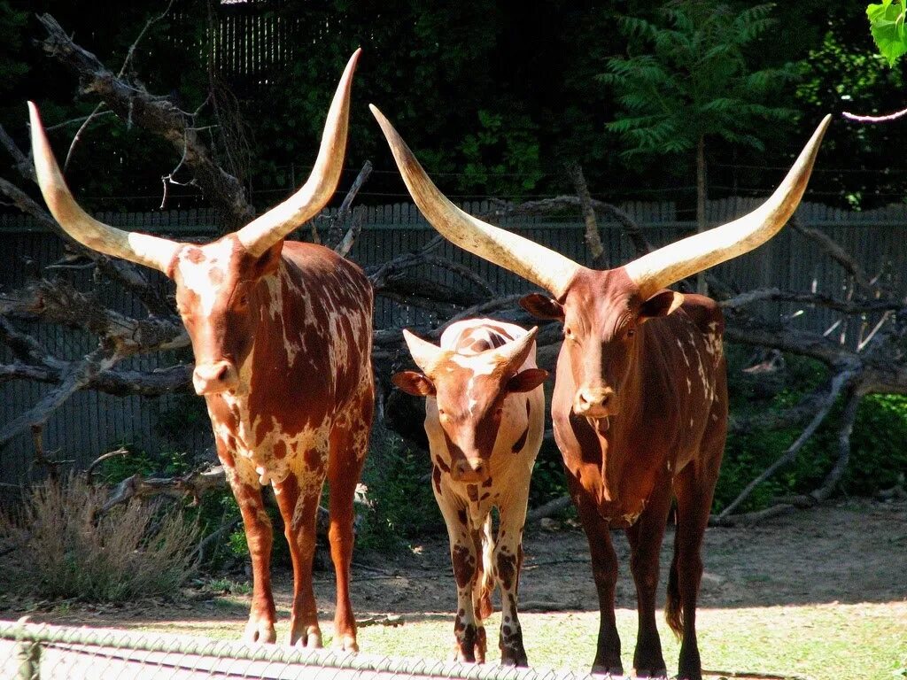 Порода Быков ватусси. Порода коров ватусси. Ватусси теленок. Самый большой в мире бык ватусси.