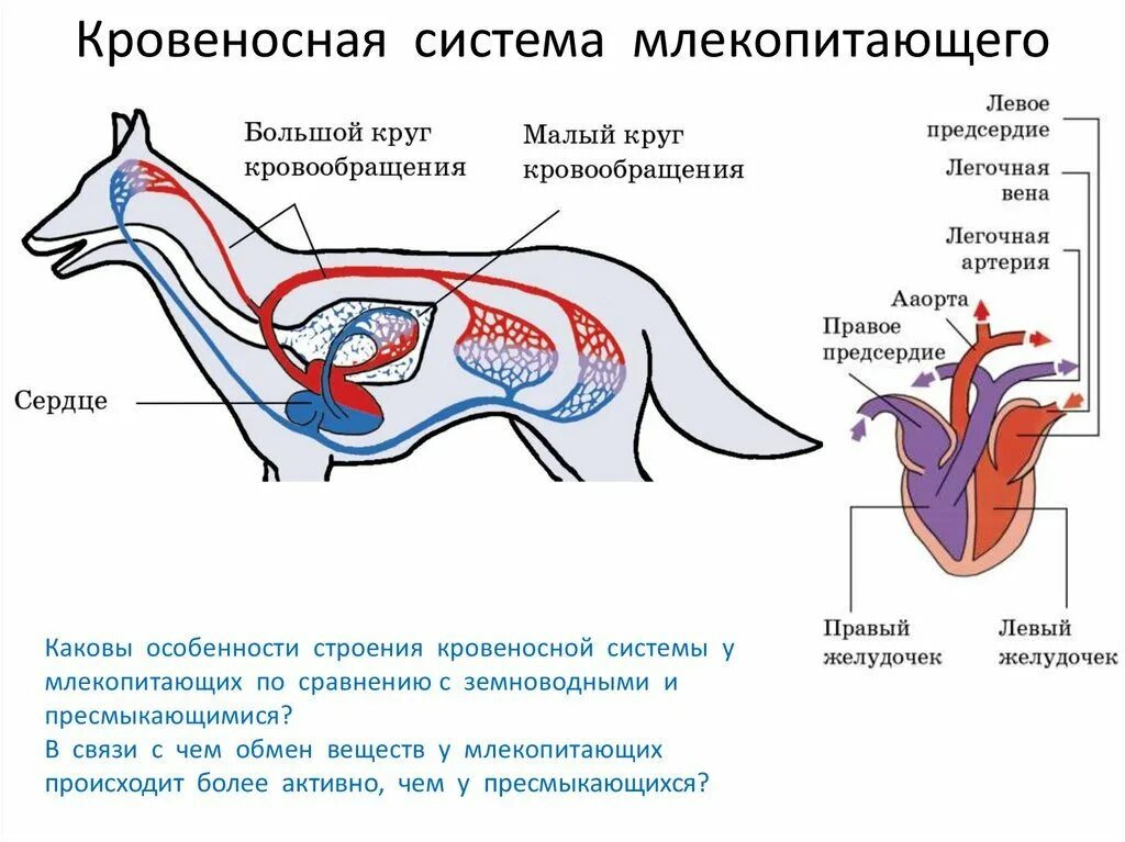 Дыхательная система млекопитающих функции. Внутреннее строение млекопитающего кровеносная система собаки. Строение дыхательной системы млекопитающих 7 класс. Кровеносная система млекопитающих схема биология 7 класс. Схема строения кровеносной системы млекопитающих биология 7 класс.