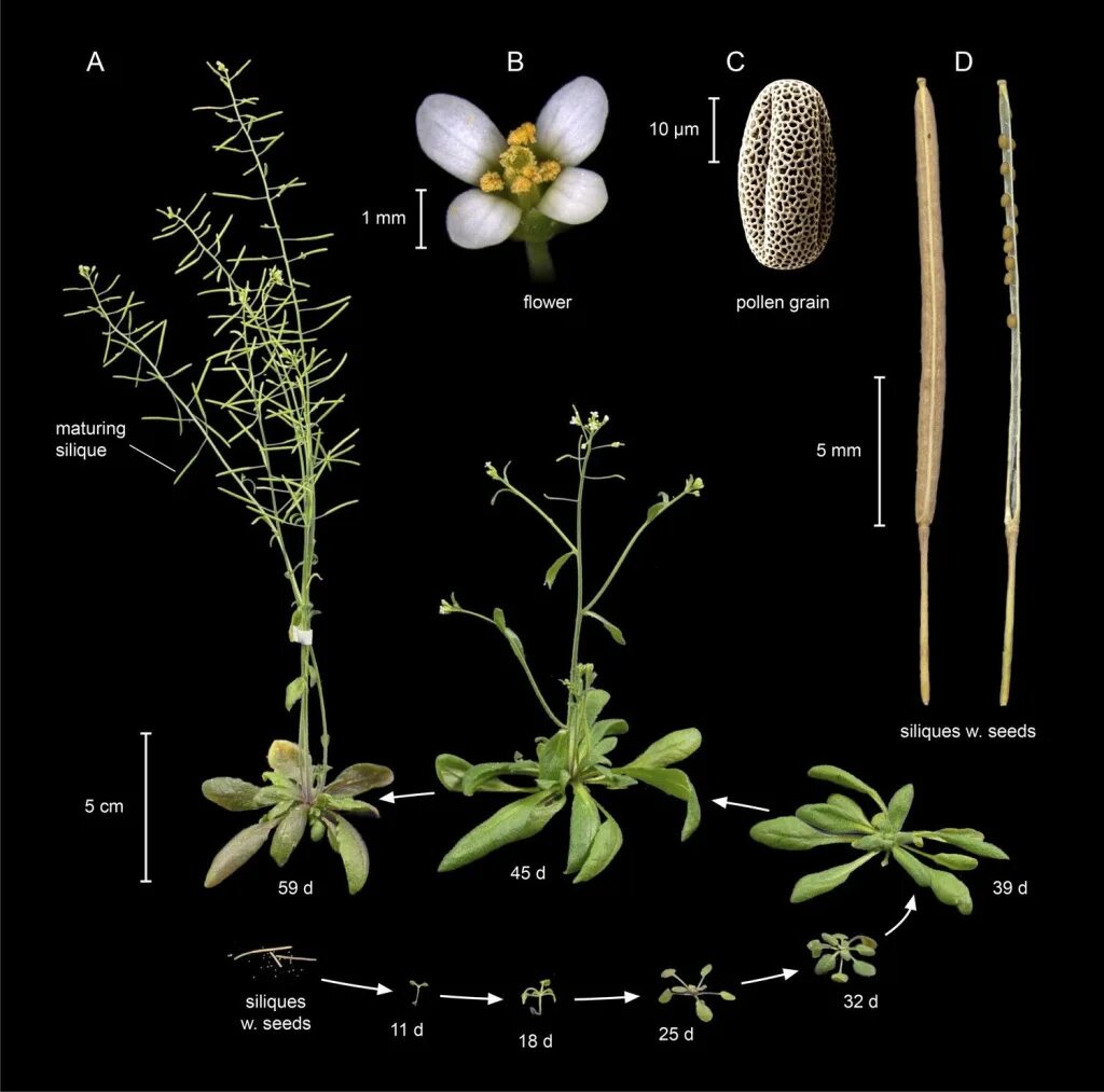 Какое растение первое зацвело в космосе. Резуховидка (Arabidopsis. Резушка Таля (Arabidopsis thaliana). Арадибопсис Таля. Arabidopsis thaliana плод.