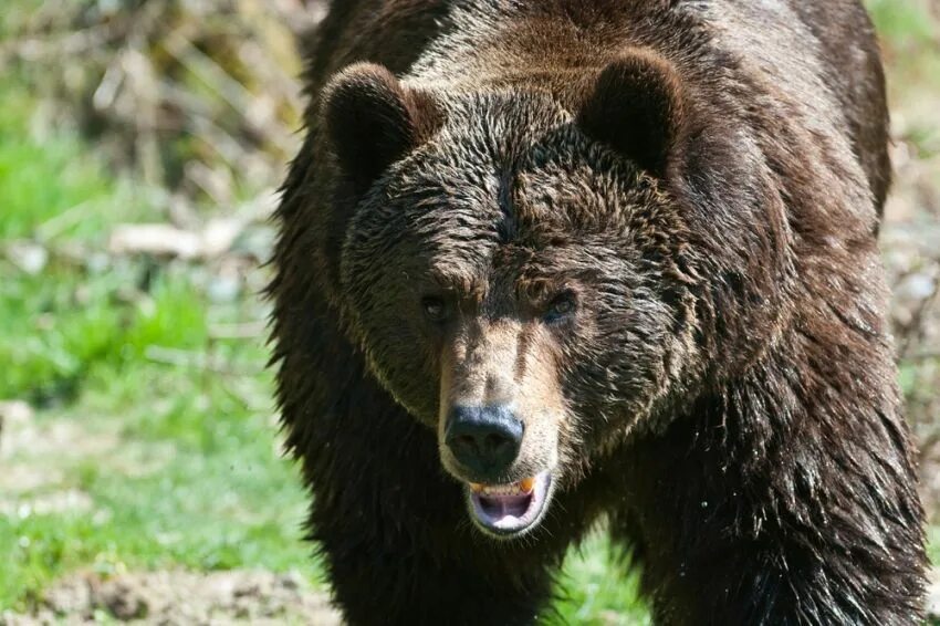 Сиб медведь. Бурый медведь Гризли в США. Бурый медведь (лат. Ursus arctos). Новосибирский бурый медведь. Канадский Гризли.