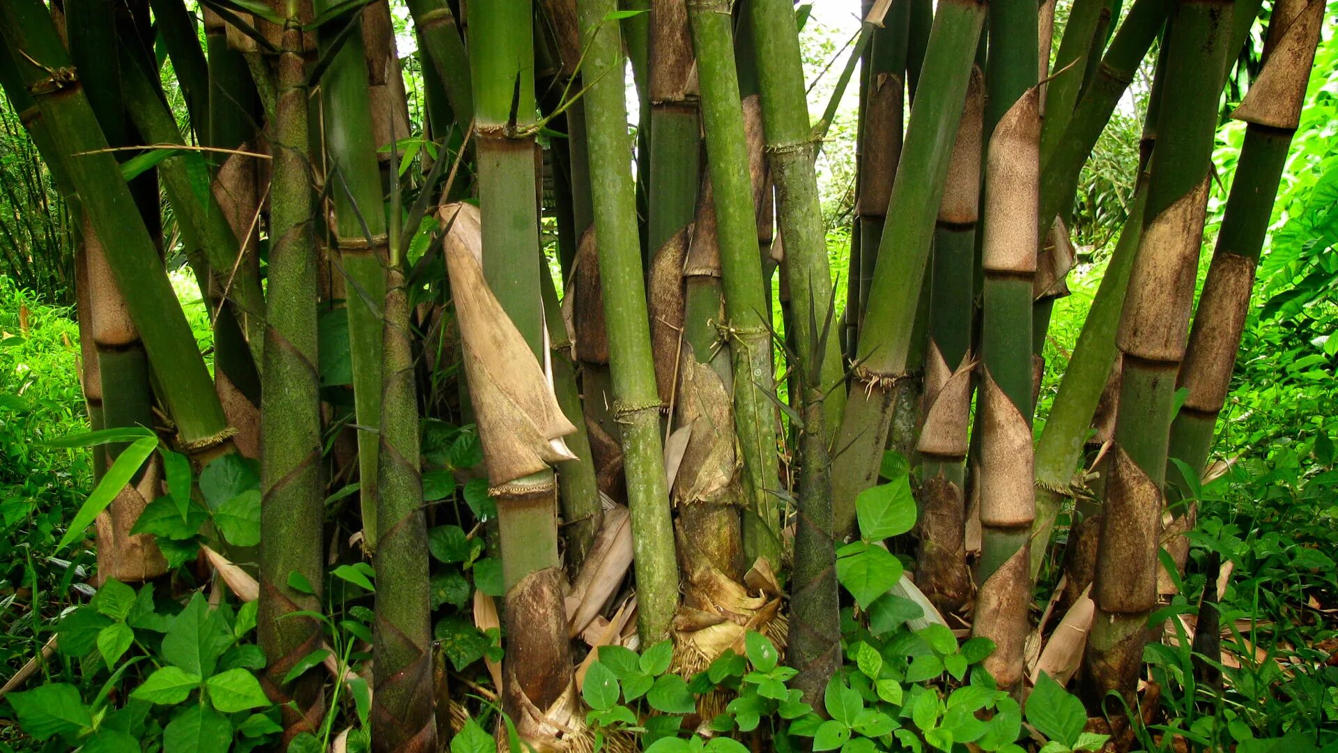 За сколько часов вырастает бамбук. Бамбук садовый широколистный. Бамбук Dendrocalamus brandisii. Бамбук листоколосник. Бамбук садовый широколистный декоративный.