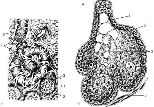 препараты подавляющие сальные железы. себорейный дерматит сальные железы. нормализует деятельность сальных желез. препарат для регулирования сальных желез. нормализация работы сальных желез.