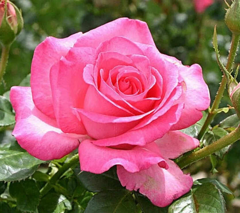 Esmeralda rose. Esmeralda rose. Esmeralda rose. Esmeralda rose. Esmeralda rose.