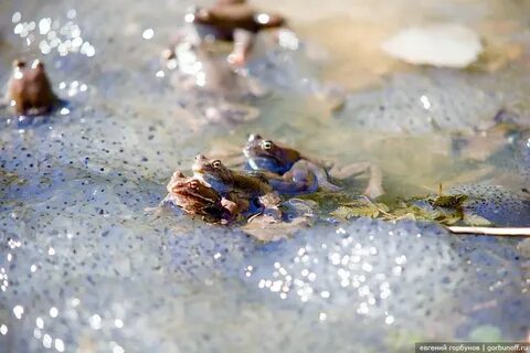 Икра в водоемах
