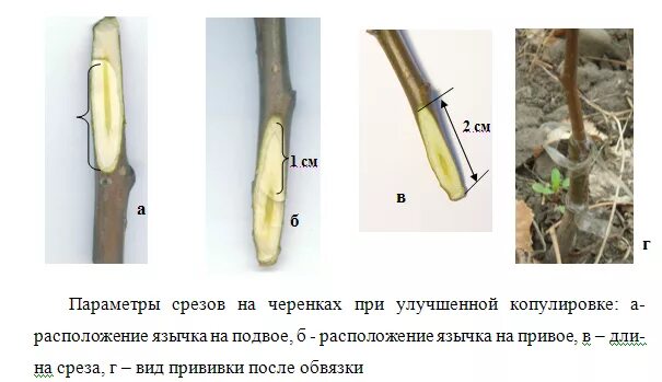 На него прививают черенок 6